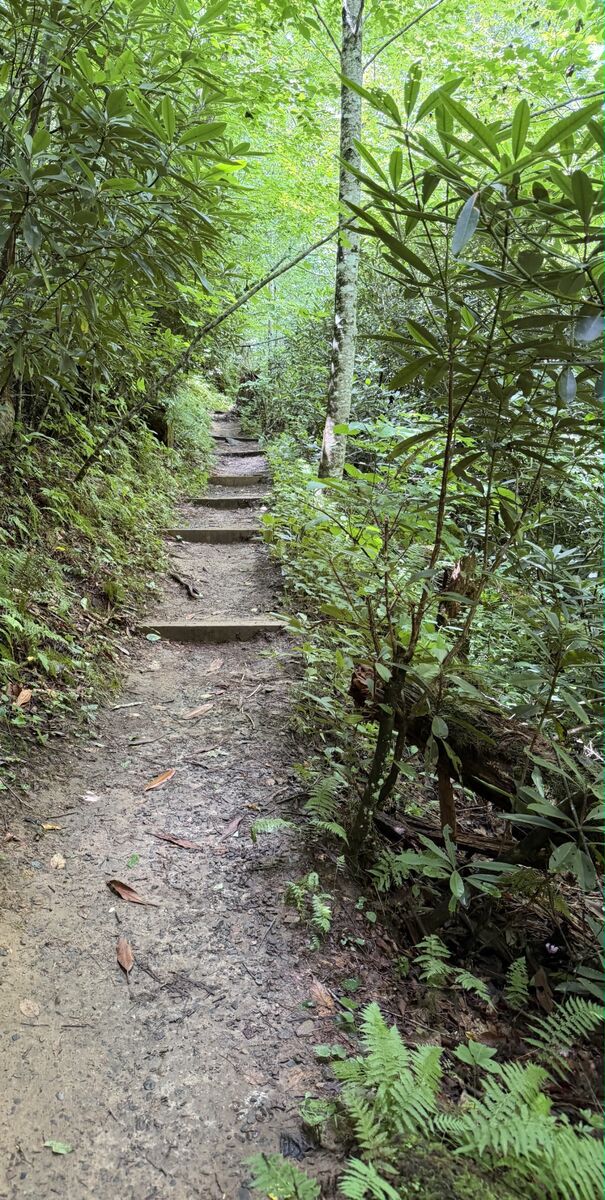 A path winding upward through the forest